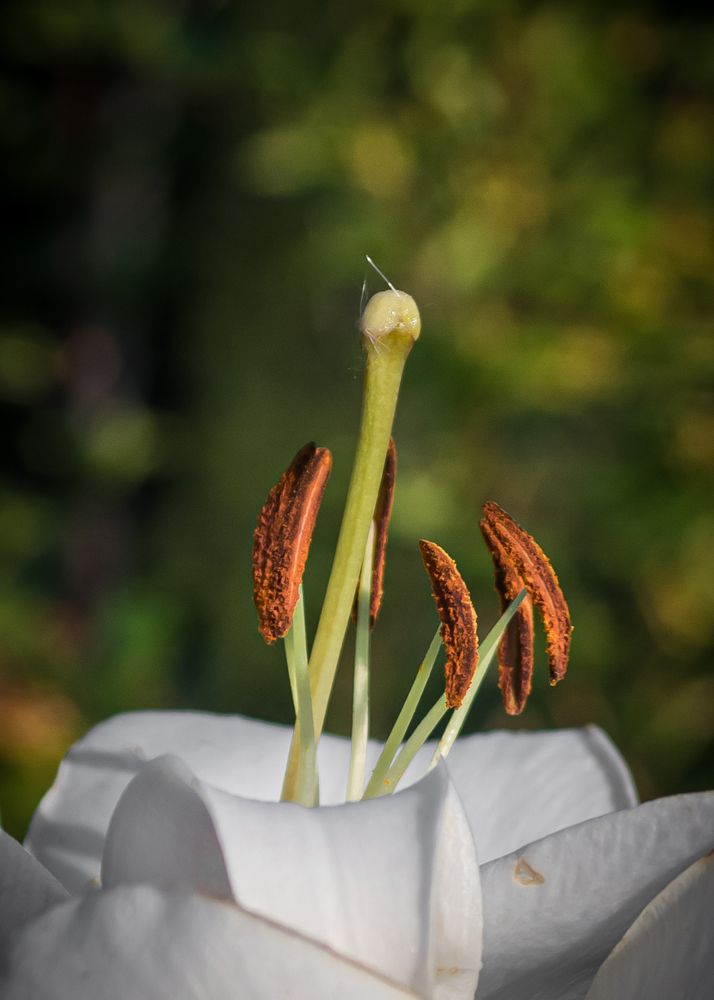 Photograph by Елена