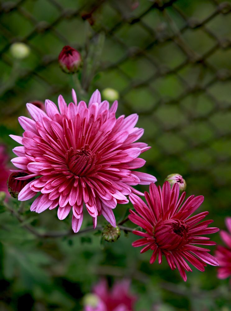 Фотография автора Олеся Лукьяненко