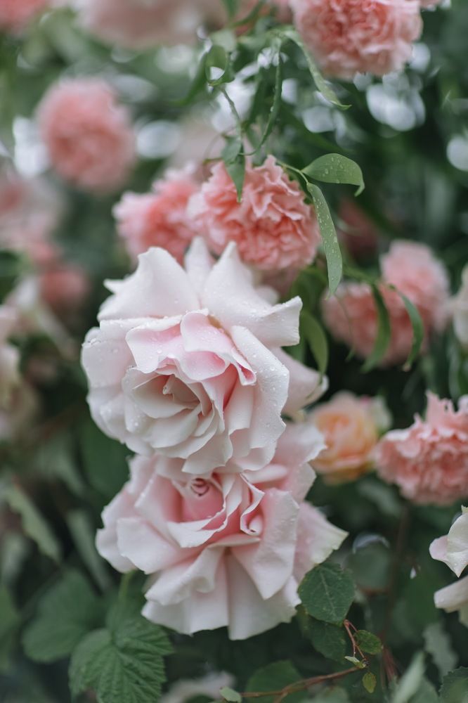 Photograph by Ольга Денисёнок