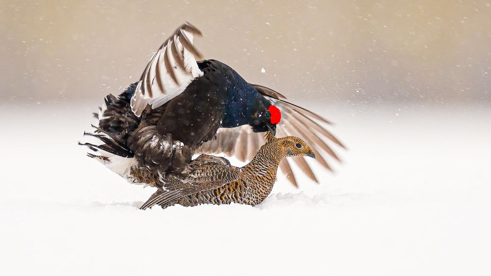 Photograph by Logeswaranathan Mohanaraj