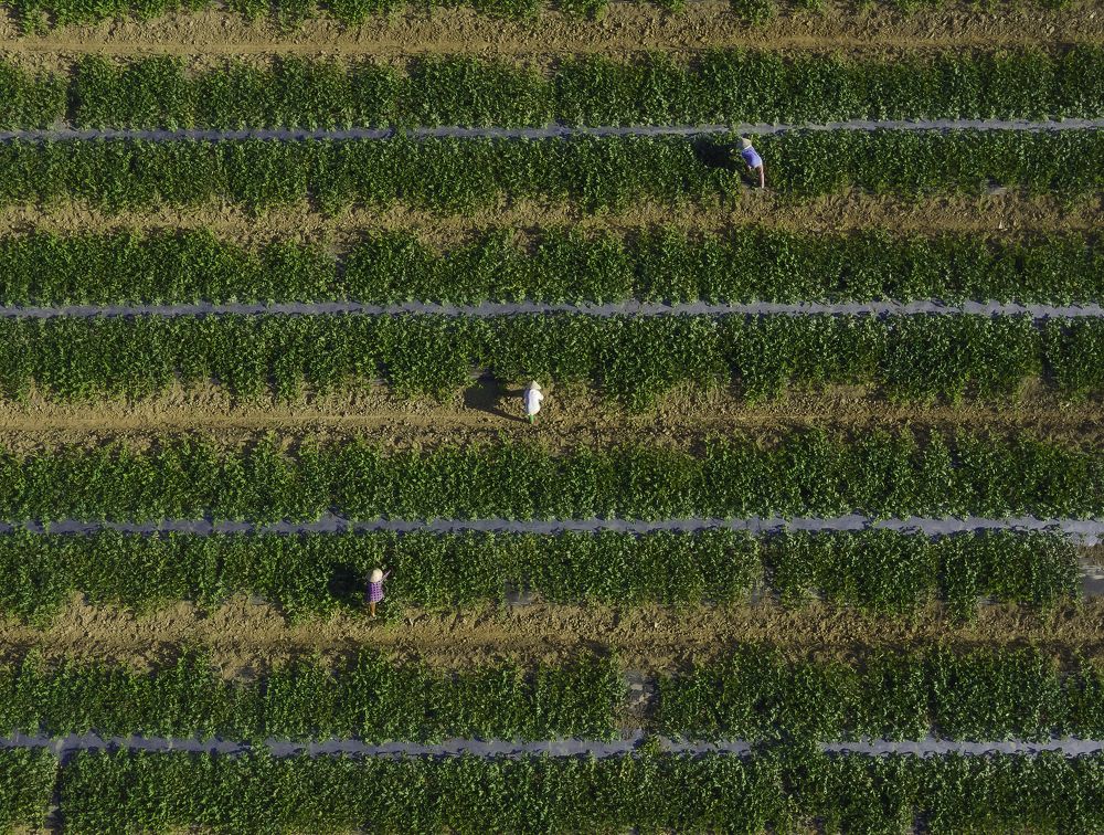 Photograph by Nguyễn Tấn