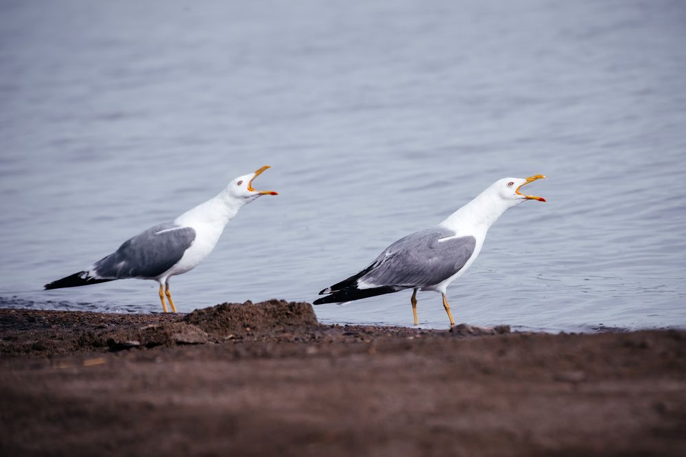 Photograph by Корчагина Оксана