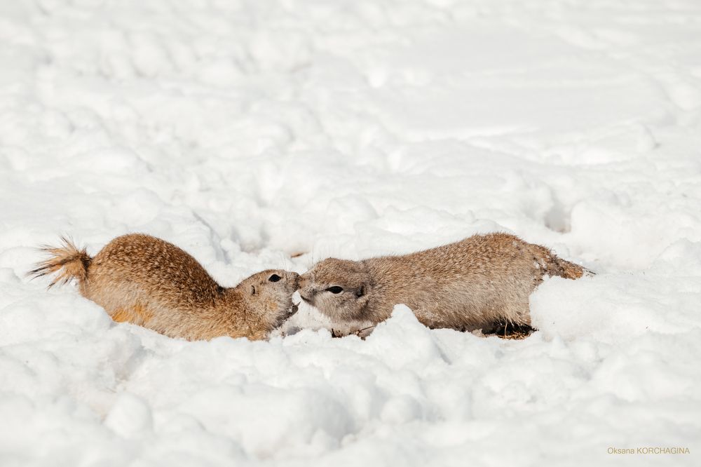 Photograph by Корчагина Оксана