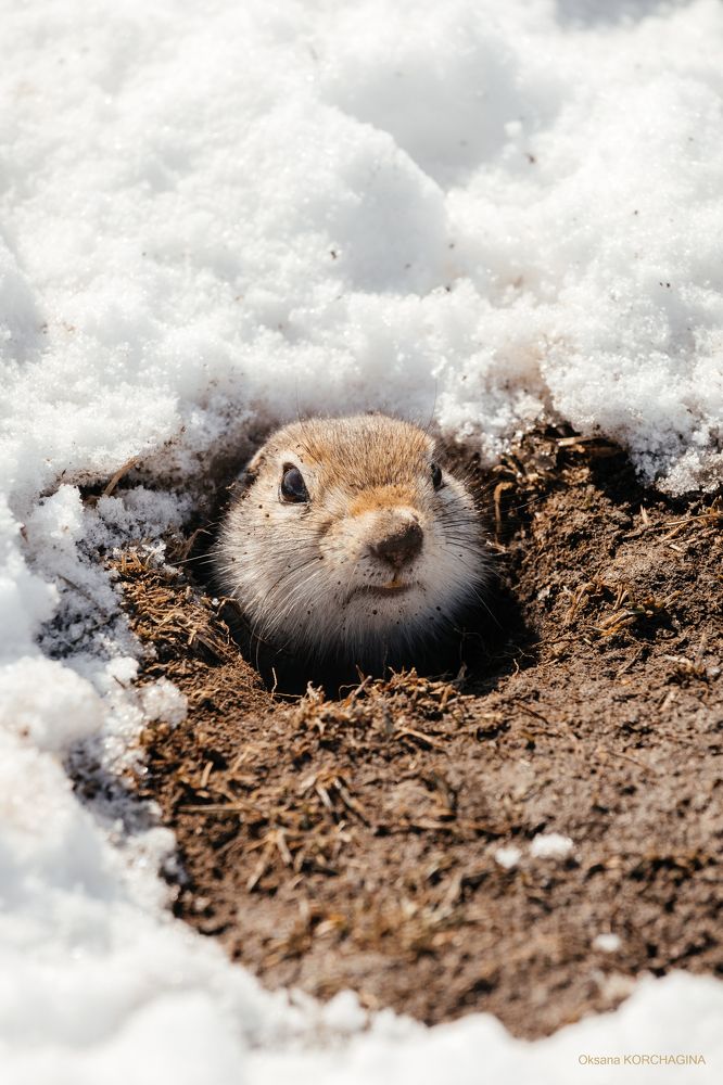 Photograph by Корчагина Оксана