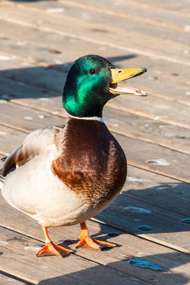 Photograph by Корчагина Оксана