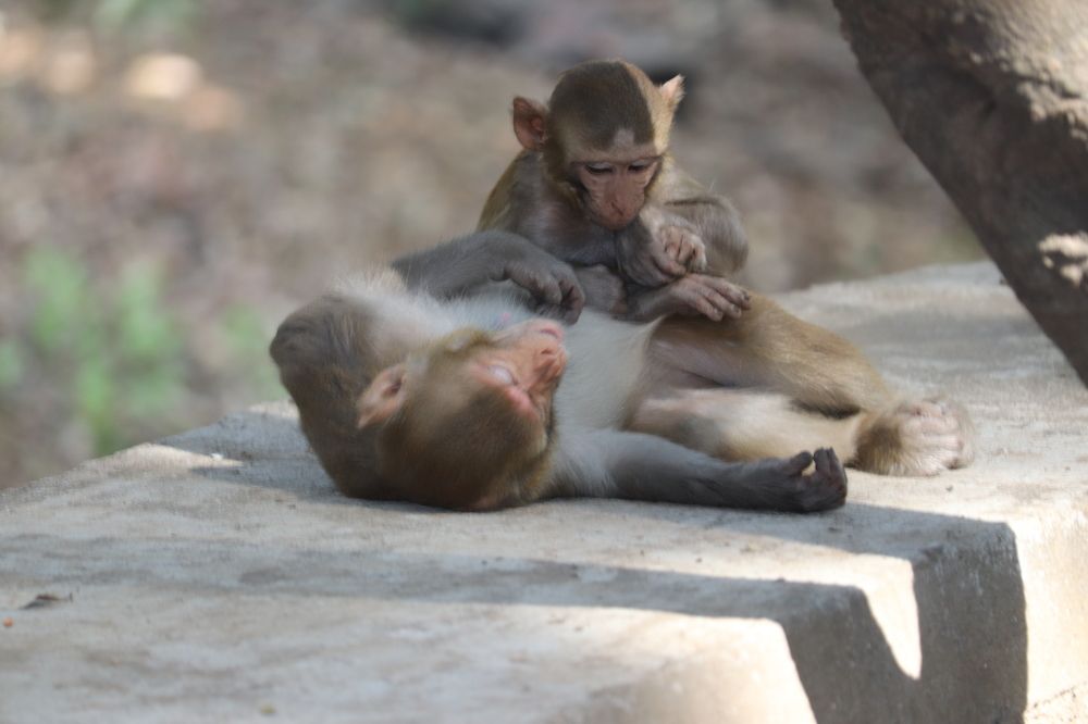 Фотография автора Sonali Mahakal