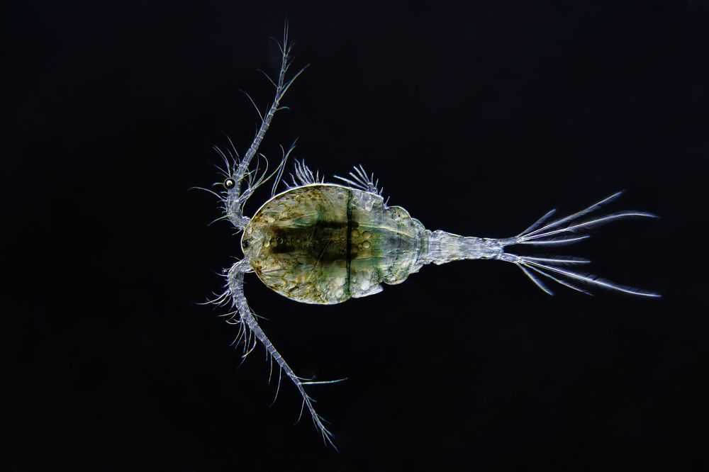 Copepod