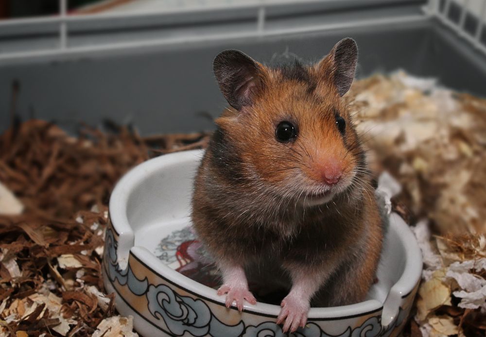 Фотография автора Nella Rowan