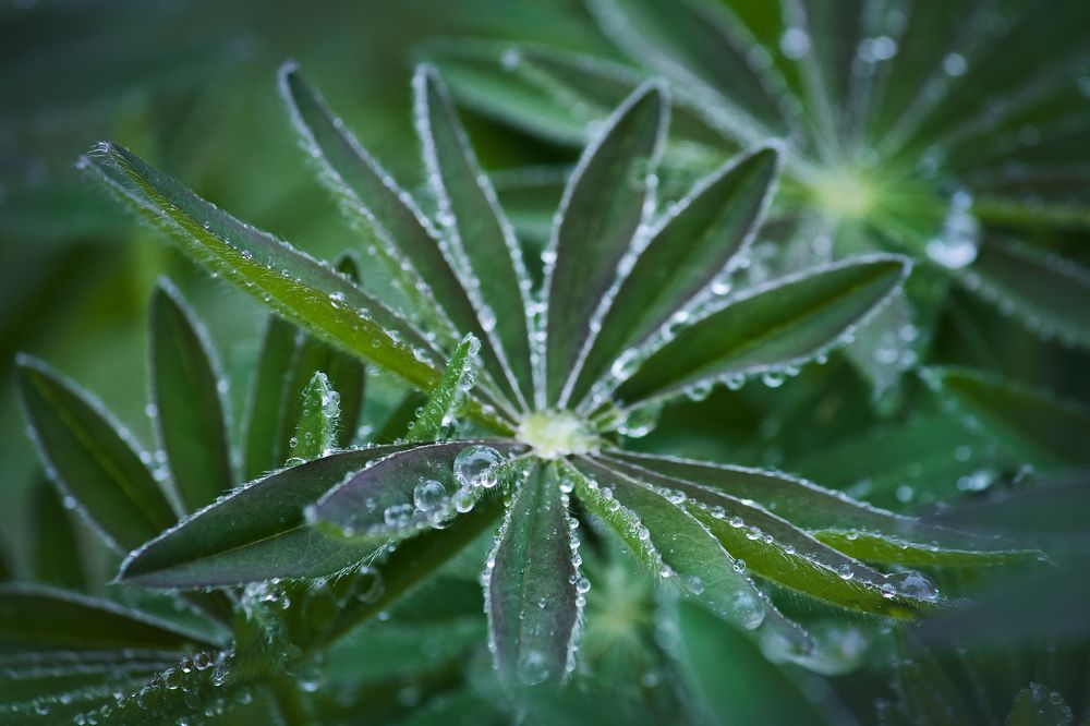 Photograph by Vania Tonova