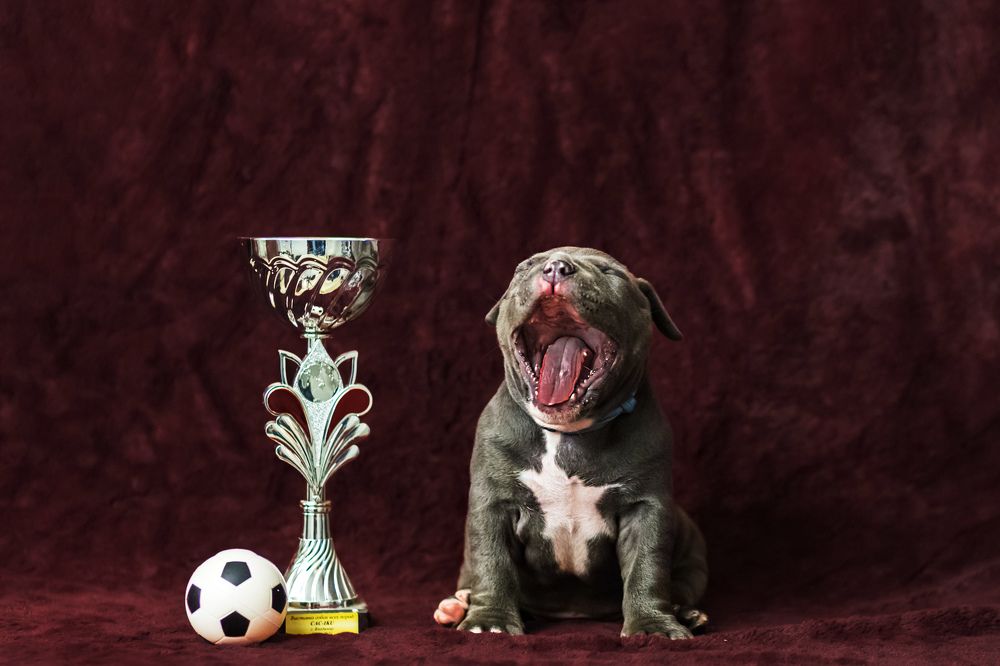 Победитель