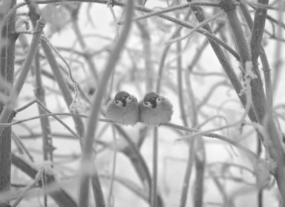 Photograph by Наталия Брянцева