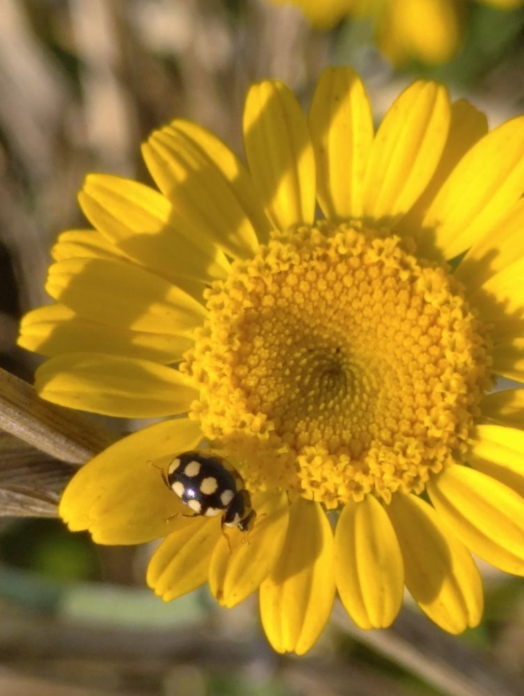 Photograph by Елена Коробченко