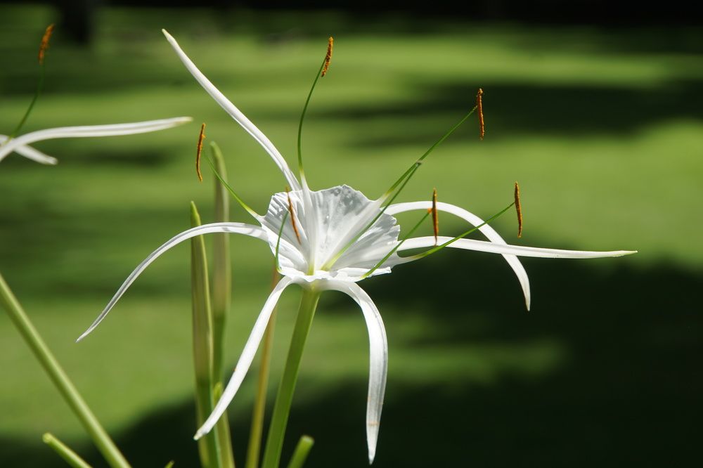 линиометрия