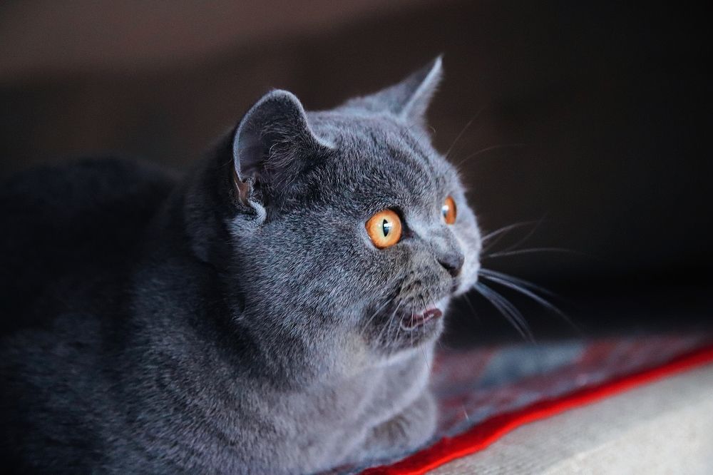 Фотография автора Наталья Боярина