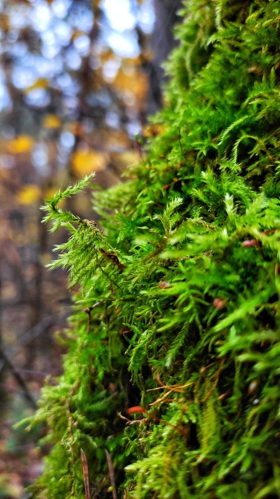 Photograph by Мария Иванова