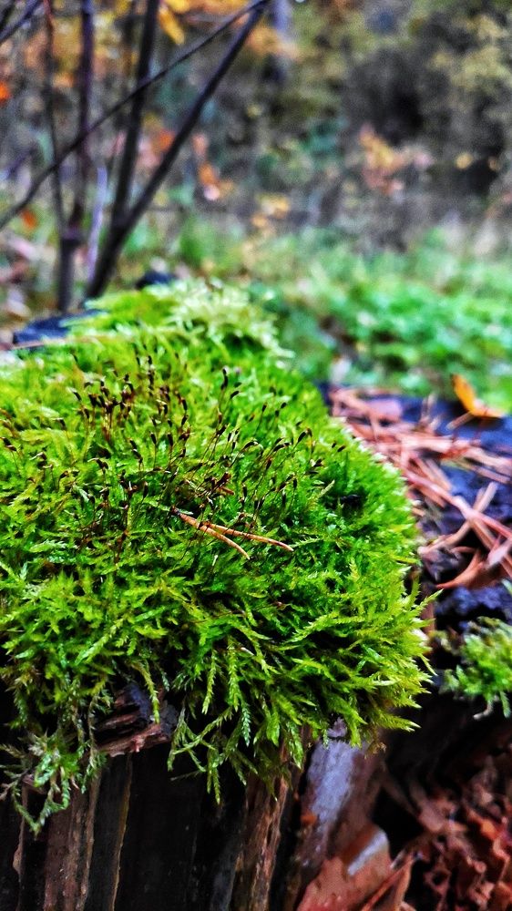 Photograph by Мария Иванова