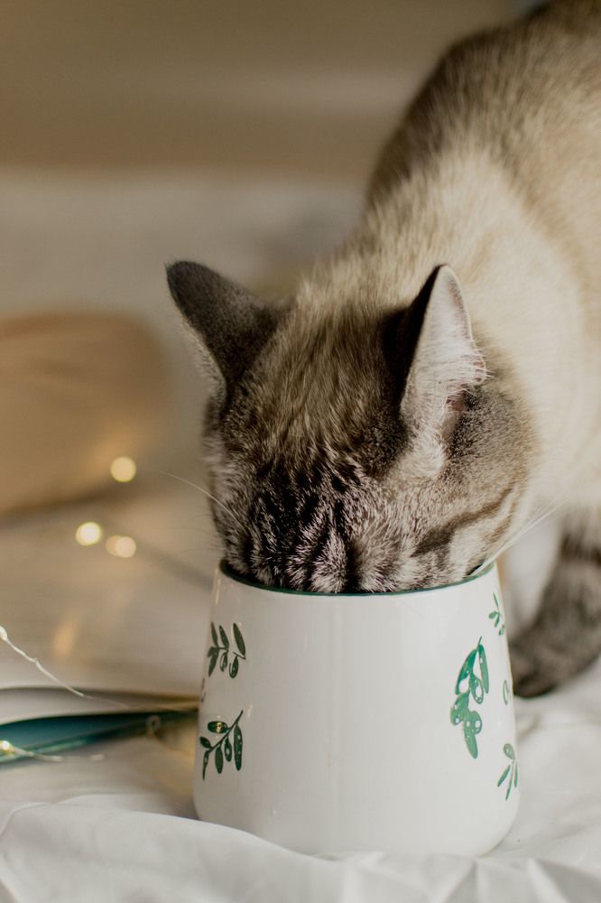 Photograph by Екатерина Паникарова