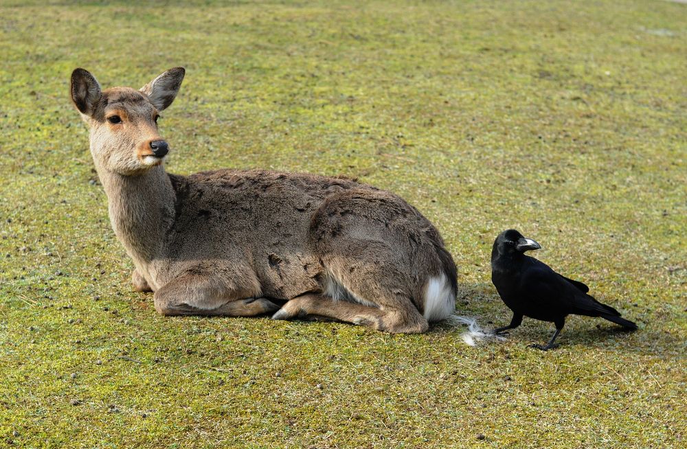 Фотография автора Наталья Белова