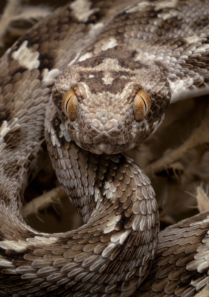 It's all in the eyes...