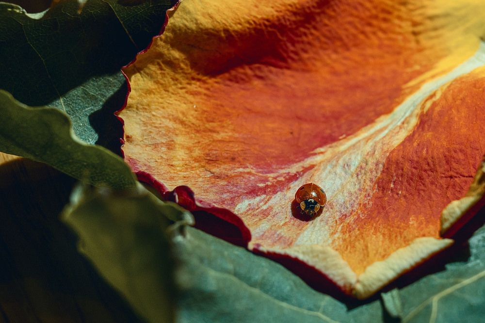 Photograph by Аверина Елена