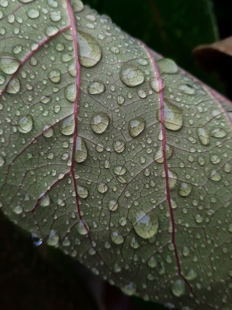 Magical drops