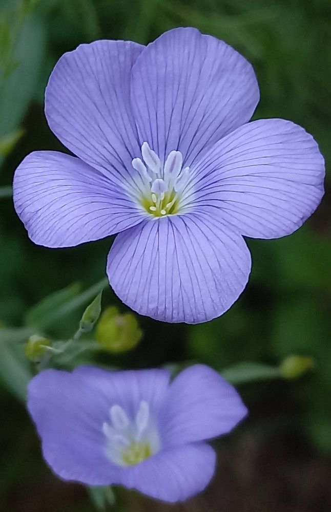 Photograph by Галина Воеводенко