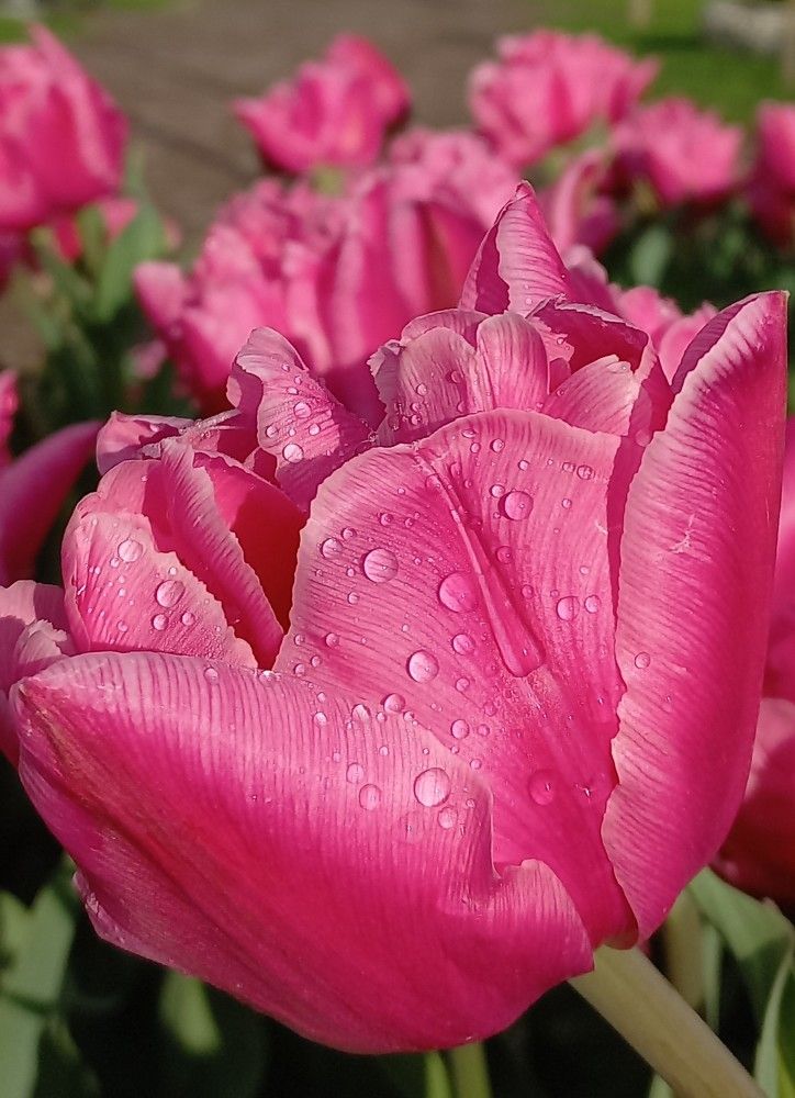 Photograph by Галина Воеводенко