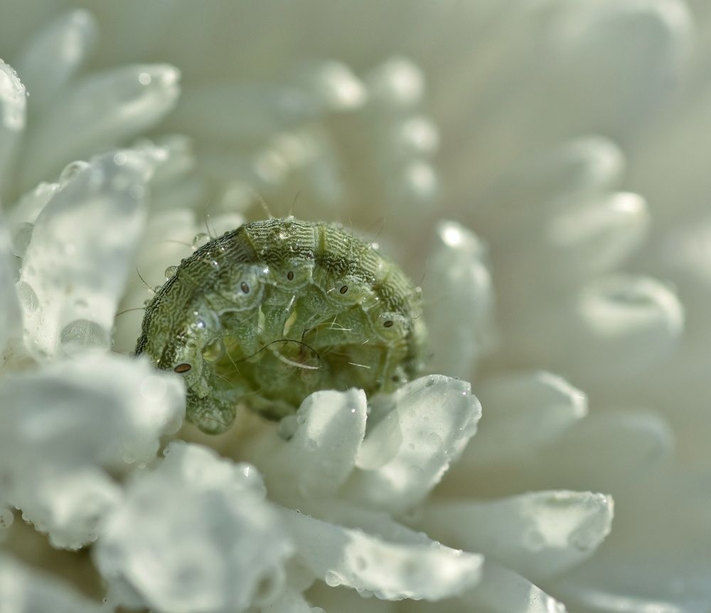 Фотография автора лилия беланова