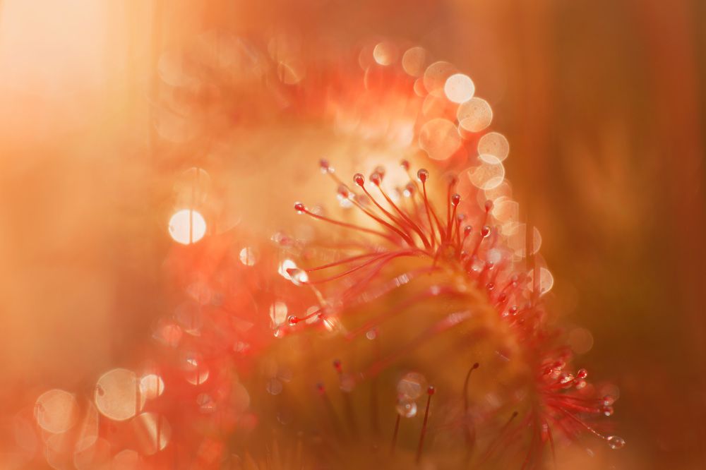 Photograph by Виктория Нарчук