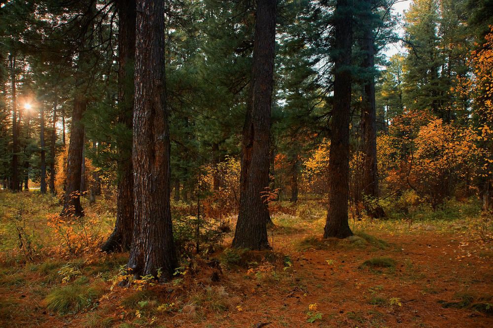 Photograph by Александр Мячин