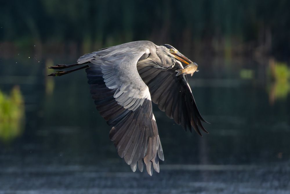 Серая цапля. (Ardea cinerea)