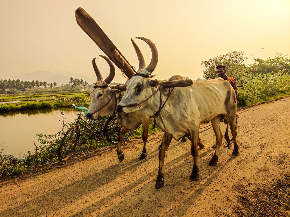 Photograph by Ragulprasanna