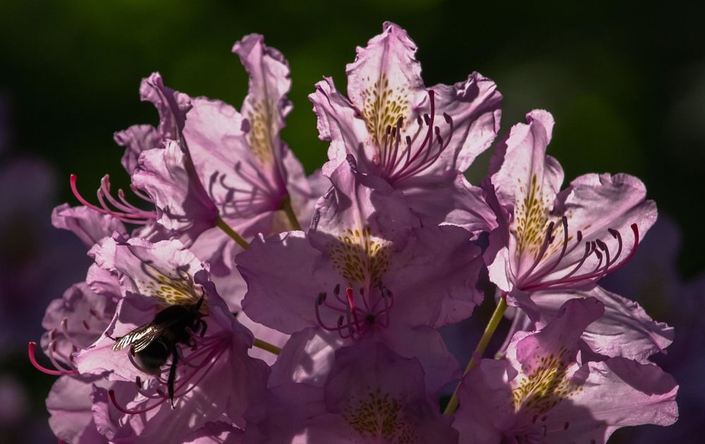 Фотография автора Александр Довганюк