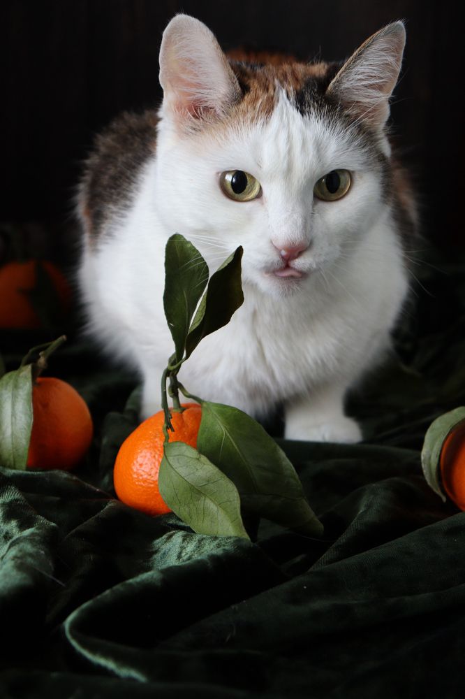 Photograph by Анна Горбунова