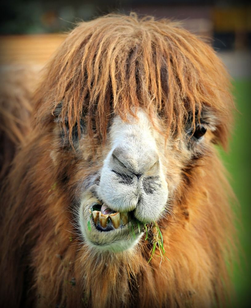 The dentist can wait