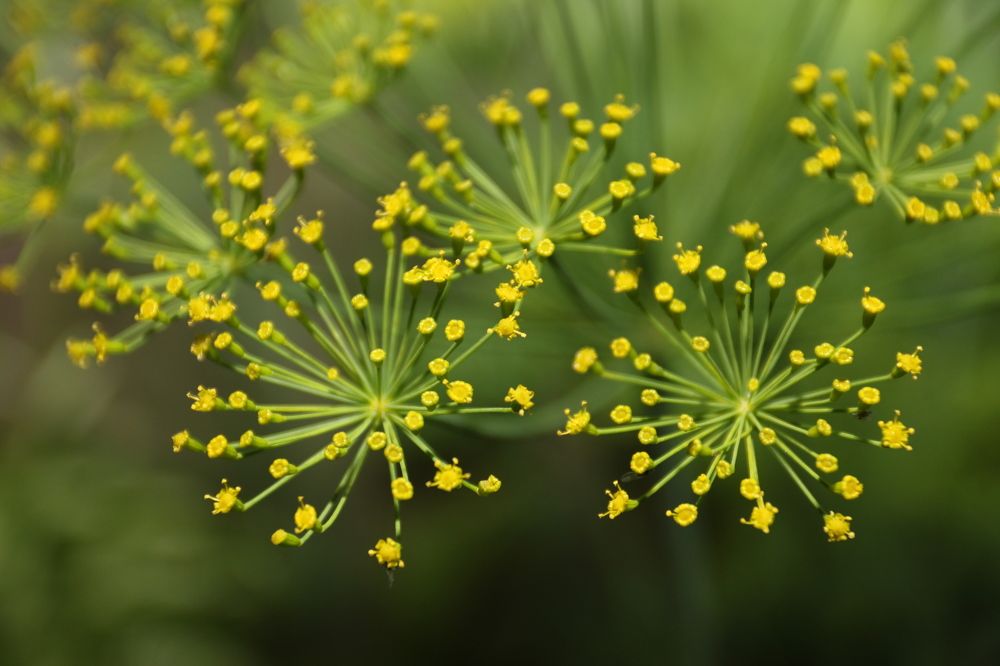 Фотография автора Колосова Елена