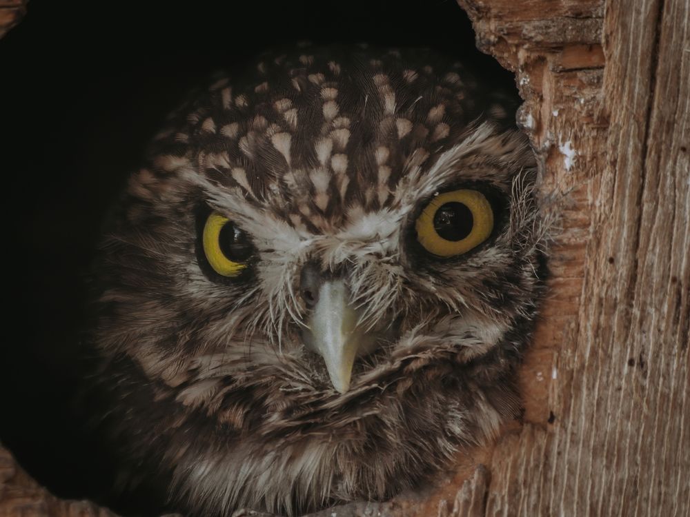 Photograph by Даниил Сырбу