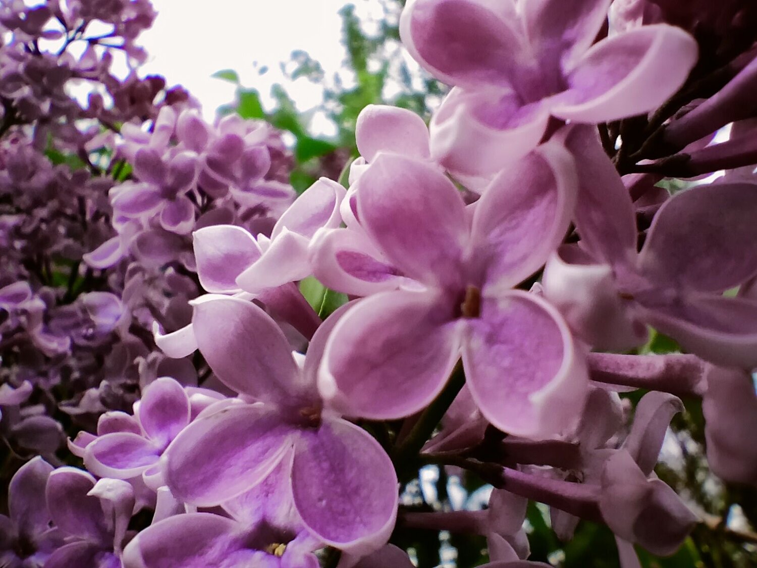Photo #9738267