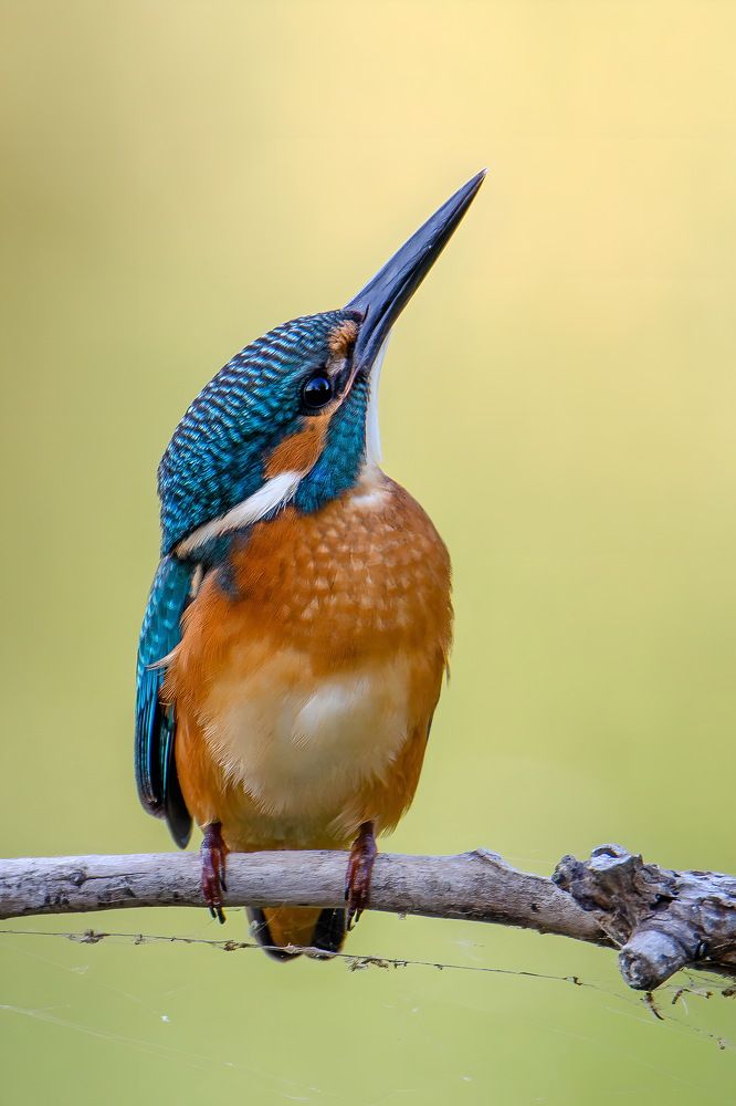 Photograph by Оксана Маховская