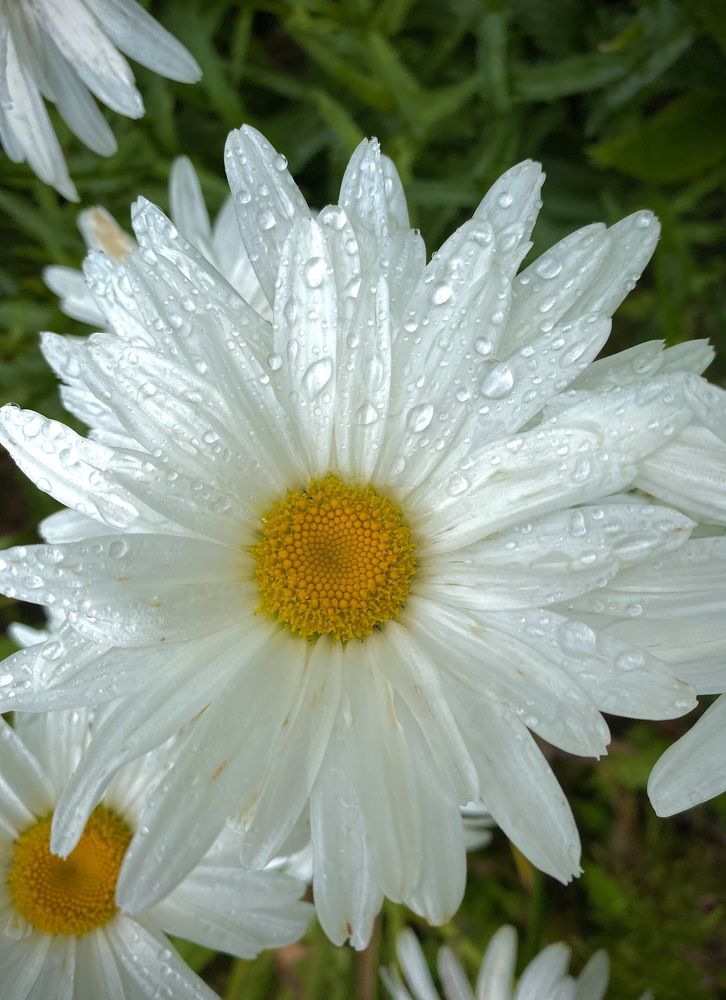 Photograph by Алиса Лукина