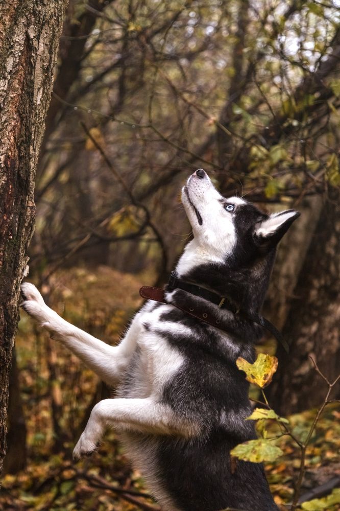 Photograph by Виктория   Никонова