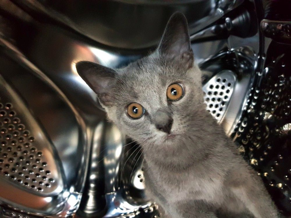 Фотография автора Максим Грибанов