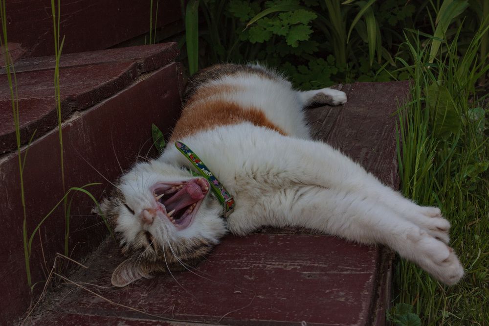 Photograph by Сергей Щербаков