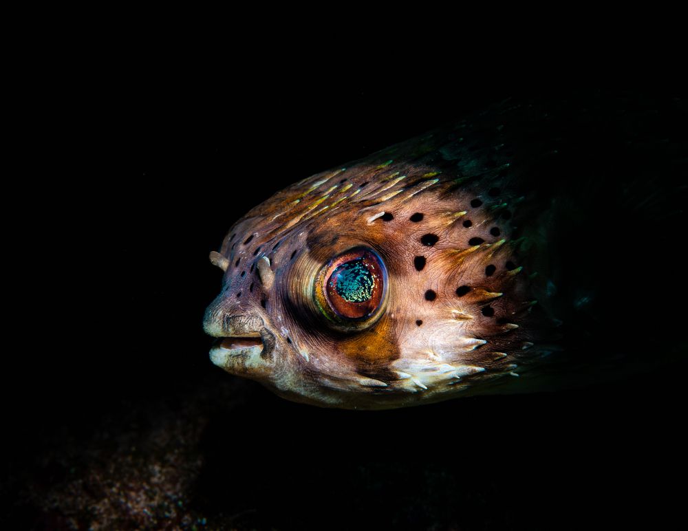 Puffer fish