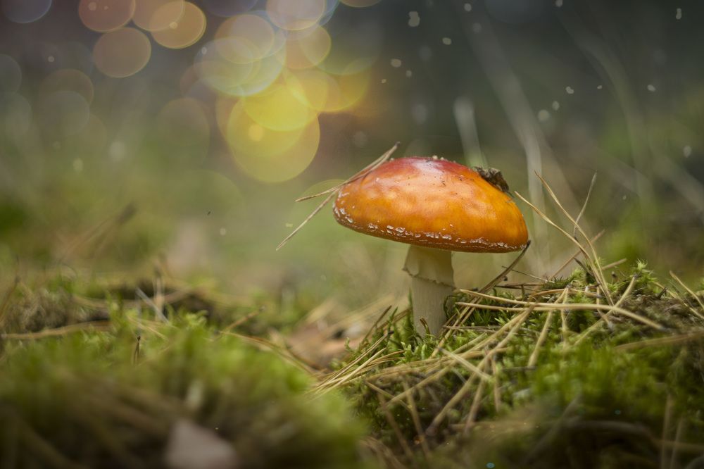 Грибные истории