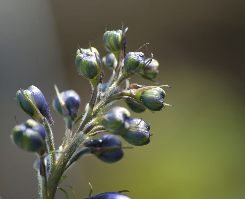 Photograph by Светлана Тарханова