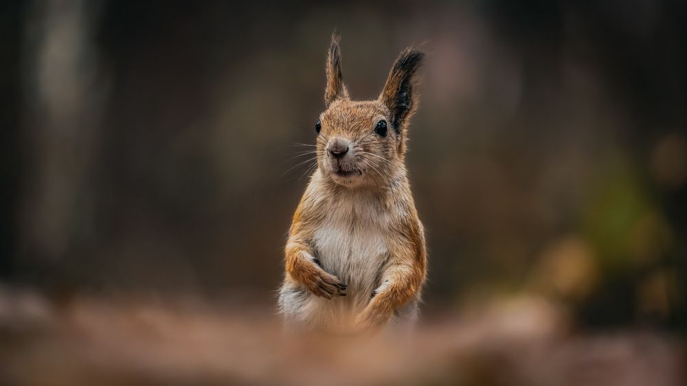 Удивительные белки