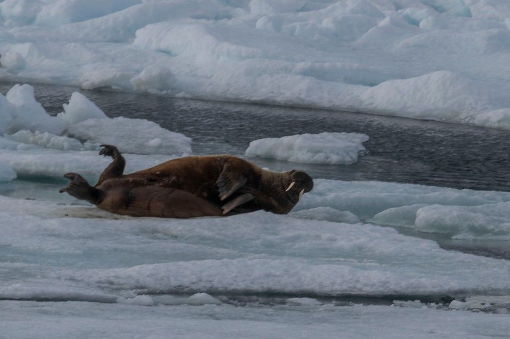 Photograph by Алексей Логинов