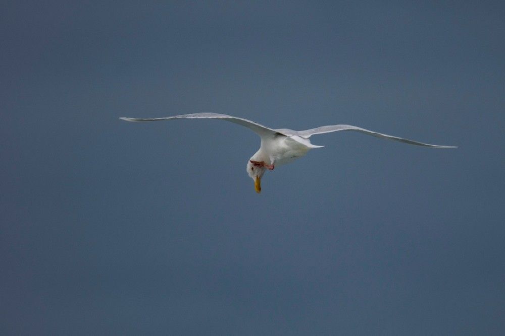 Photograph by Алексей Логинов