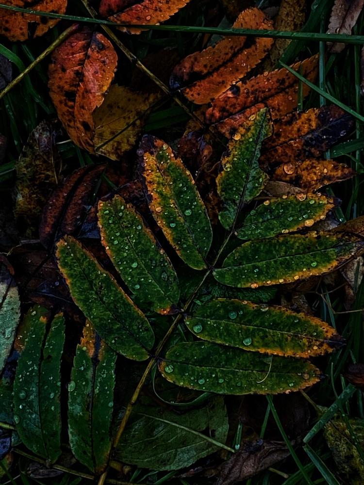 Photograph by Манушкина Зинаида